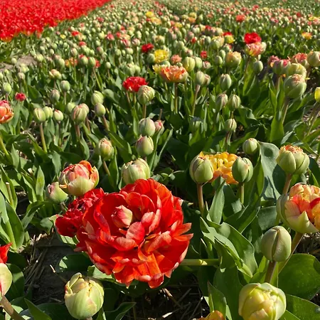 בית נופש Kustlijn Vakantiewoning אחמונד אאן דן הוף