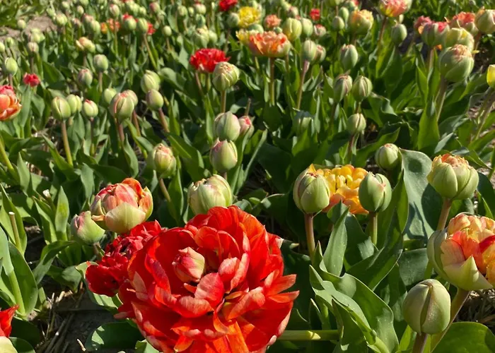 Vakantiehuis Kustlijn Vakantiewoning Egmond aan den Hoef